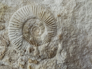 Ammonites wall texture. Natural background. Ammonite prehistoric.