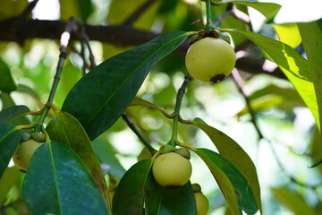 Mangosteen is a sweet and sour summer fruit.