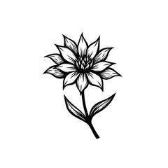 Botanical simplicity: A monochrome floral illustration of detailed petals and stem
