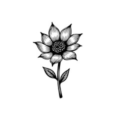 Single floral illustration with detailed petals and linear shading on a white background