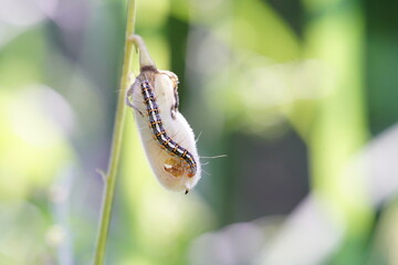 Utetheisa pulchella is a moth caterpillar.