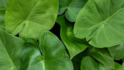 Green taro leaves background, looks fresh. Taro leaves are neatly lined up.