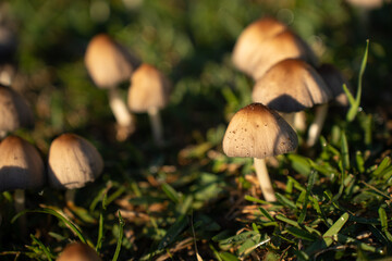 wild mushrooms on the street street mushrooms plants nature forest mushrooms morning in the forest