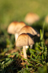 wild mushrooms on the street street mushrooms plants nature forest mushrooms morning in the forest
