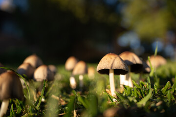 wild mushrooms on the street street mushrooms plants nature forest mushrooms morning in the forest