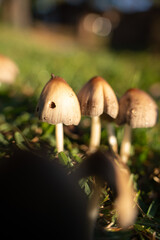 wild mushrooms on the street street mushrooms plants nature forest mushrooms morning in the forest