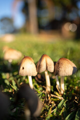 wild mushrooms on the street street mushrooms plants nature forest mushrooms morning in the forest