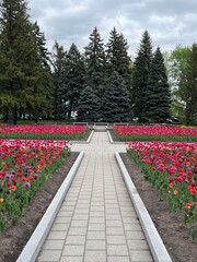 Tulips