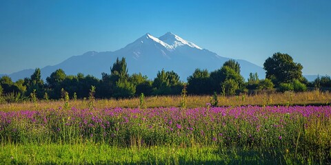 Majestic Dawn Landscape: Vibrant Wildflower Field beneath Snow-Capped Mountains. Serene Nature Scene for Automotive Advertisement Background. Abstract Commercial Composition with Purple and Pink Bloom