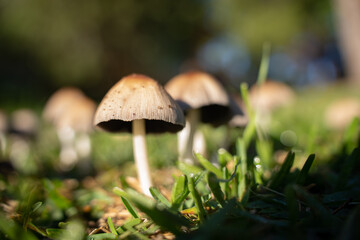 wild mushrooms on the street street mushrooms plants nature forest mushrooms morning in the forest