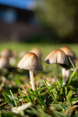 wild mushrooms on the street street mushrooms plants nature forest mushrooms morning in the forest