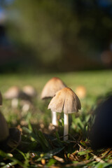 wild mushrooms on the street street mushrooms plants nature forest mushrooms morning in the forest