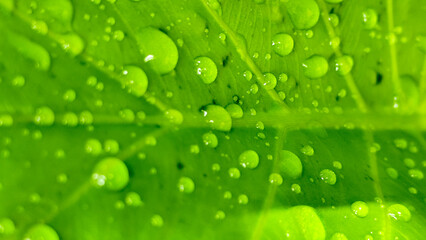 Background of fresh green wet taro leaves, with raindrops. Fresh and wet wet leaves.
