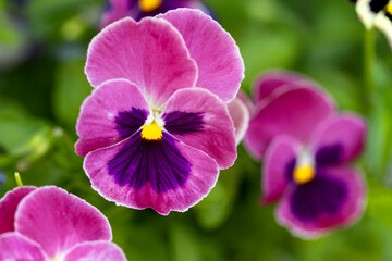 Pansy flowers or spring garden viola tricolor in spring garden. Gardening, landscape design, gardening with annual plants 