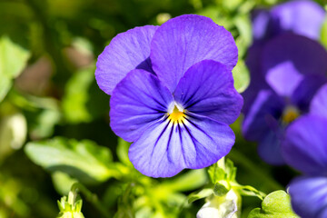 Pansy flowers or spring garden viola tricolor in spring garden. Gardening, landscape design,...