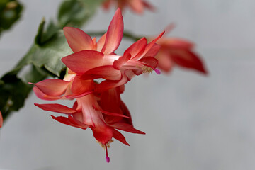 Pink Schlumbergera flowers close-up on a blurred background
