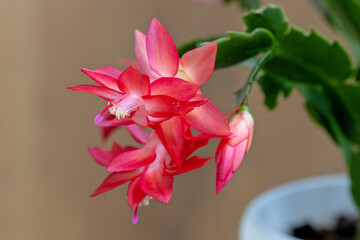 Pink Schlumbergera flowers close-up on a blurred background
