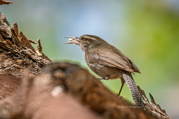 Bewick's wren finds a delicious morsel hiding in the bark of the tree