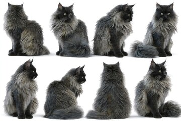 Obraz premium Set of Gray cat isolated on white background