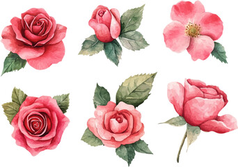 collage of roses
