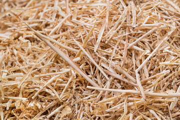 Closeup of long thin rolled wood shavings in beige texture of woodwork by-product. Abstract background with beautiful pattern of wooden chips strips detail in tangle of planing and routing waste pile.