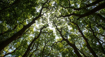 Fototapeta premium Sunlight Dappled Through Lush Green Forest Canopy