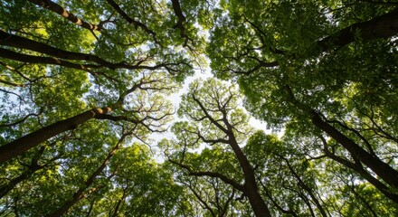 Obraz premium Lush Green Forest Canopy Viewed from Below