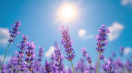 Obraz premium Sunlight shines through blooming lavender flowers on a clear day in a serene garden setting during late spring