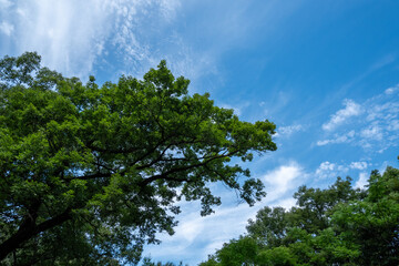 夏空に広がる緑の木々と爽やかな雲の風景