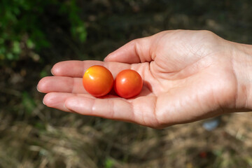 Women's palms hold a harvest of ripe cherry plum. Sweet spreading plum berries ripen. Prunus cerasifera is plant family rosaceae in orchard. Component of tkemali sauce. Harvesting and gardening.