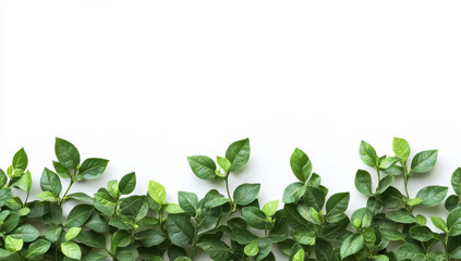 lush green bush with vibrant leaves arranged neatly against clean white background creates refreshing and serene atmosphere. This evokes sense of nature and tranquility