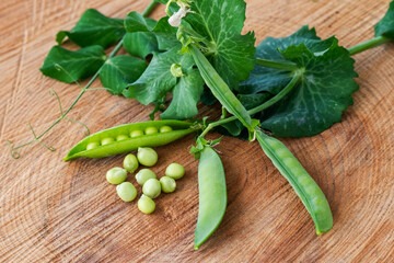 Fresh green peas with pods and leaves of the plant lying on rustic brown wood