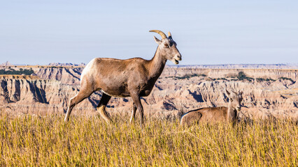 Big Horn Sheep of Badlands National Park