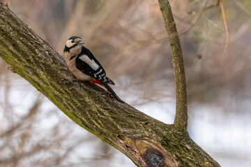Great spotted woodpecker perched on a tree branch in winter forest, Poland.