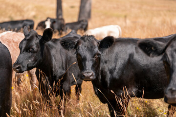 Australian black Angus Cattle Grazing in a Field..,  Australian Rural Landscape, cow Herd in Tall...