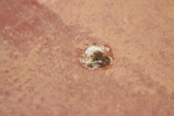 Bird poop on the floor close up