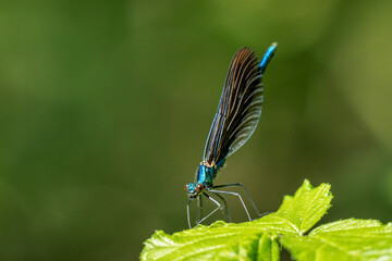 Nahaufnahme einer blauen Libelle auf einem grünen Blatt, unscharfer Hintergrund