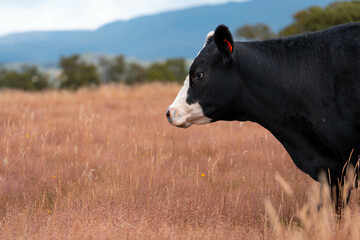 Australian black Angus Cattle Grazing in a Field..,  Australian Rural Landscape, cow Herd in Tall...