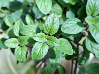 Oregano plant. Origanum vulgare plant