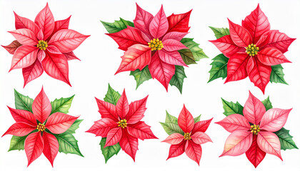 Poinsettia flower set with red and pink petals and green leaves, watercolor illustration with isolated background, festive and natural floral design for decoration