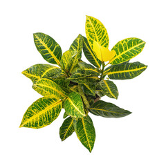 vibrant croton plant isolated on white background