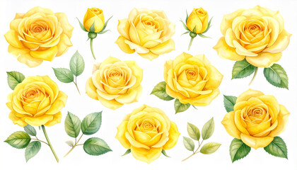 Yellow rose flower watercolor clipart set with isolated background, including blooming flowers, buds, and green leaves, perfect for floral design and decoration