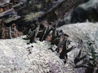 lizard on rocks