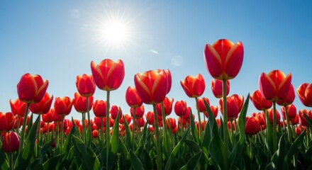 Obraz premium Vibrant tulips under a bright sky