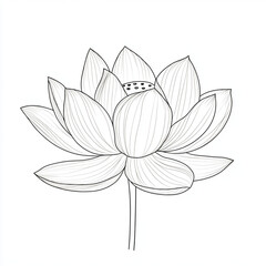 Obraz premium drawing of a lotus flower with petals in flat format on a white background. The flower is drawn with black thin lines