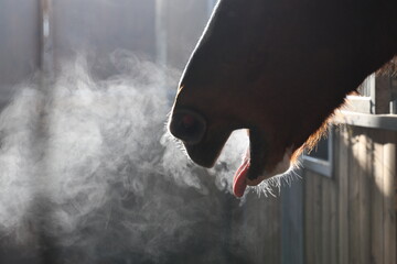 a bay horse yawning and blowing steam creating a fabulous mist