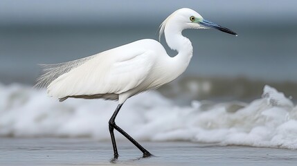 Obraz premium White egret standing still at water edge, calm and focused