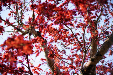 Vibrant Red Maple Tree Branches in Full Bloom Against Clear Sky