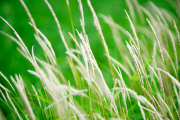 Soft Green Grass with Delicate White Blades in Natural Setting
