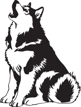 howling Alaskan Malamute dog